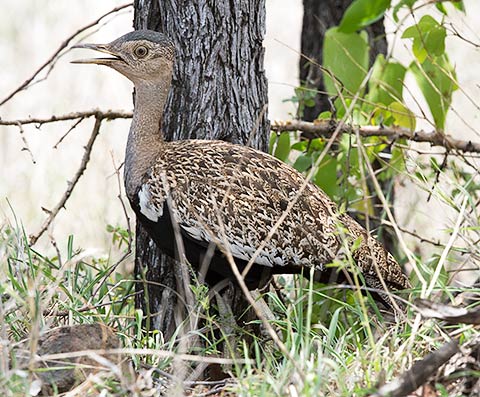 Red-crested Korhaan